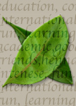 Henna Conferences and Classes