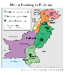 Henna cultivation in Pakistan