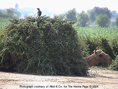 camel gets tired of waiting