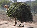 camel carrying henna