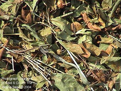 drying henna leaves