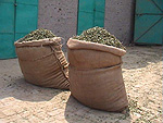 bags of clean leaves