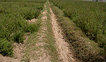 Henna fields in Pakistan