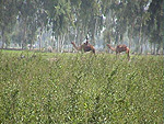 henna fields in Pakistan