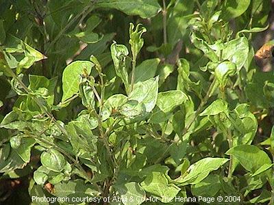 henna plants