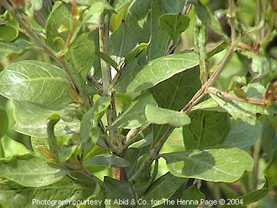 henna plants