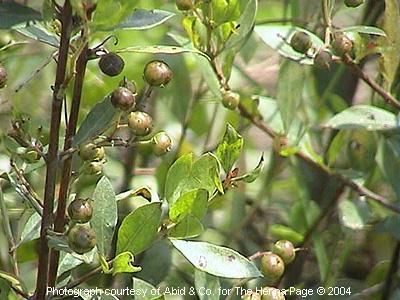 henna plants and berries