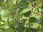 henna plants