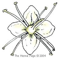 White henna flower