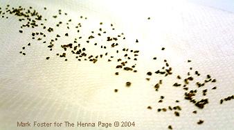 Henna seeds