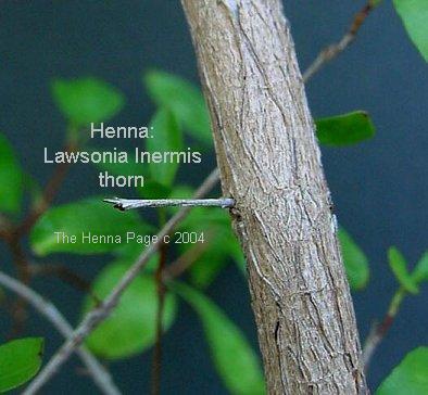 Henna: Lawsonia Inermis thorn
