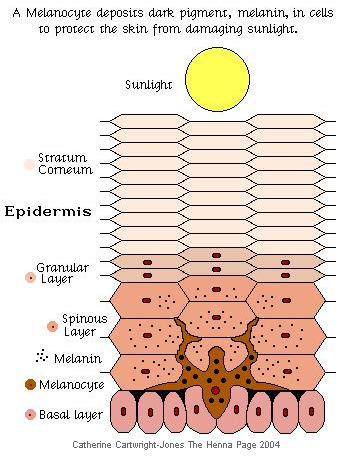 sun and skin