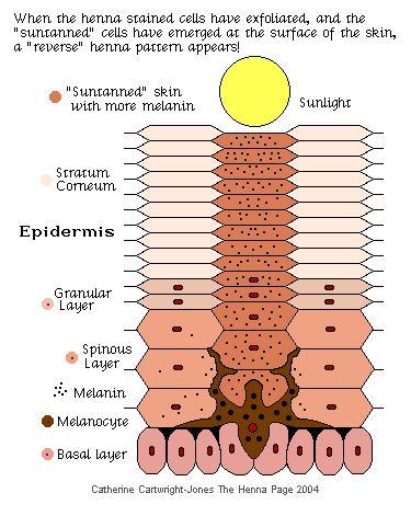 when the henna stain is gone, there's a suntan where the henna didn't block the sun