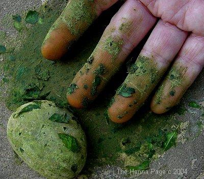 The Henna Page - The Encyclopedia of Henna: Making henna paste from fresh  henna leaves