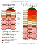 stratumcorneum