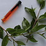 Hena Flower Attar