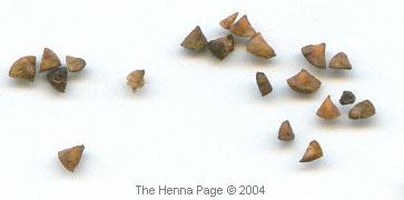 henna seeds