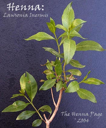 Henna; Lawsonia Inermis