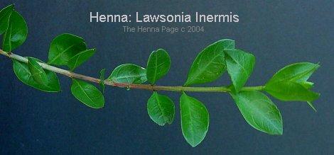 Henna: Lawsonia Inermis