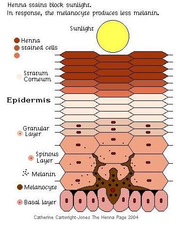 henna blocks sunlight