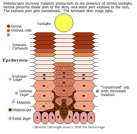 henna blocks sunlight